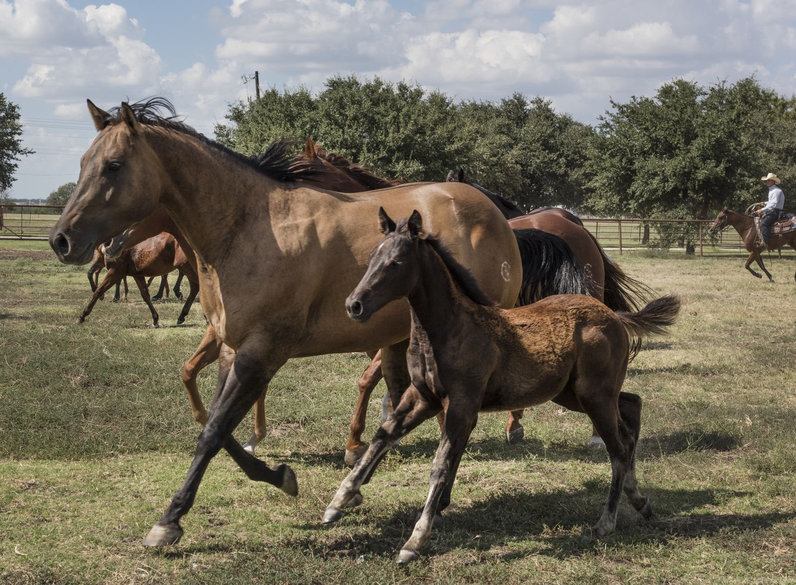 A mare and foal trot across a ranch pasture