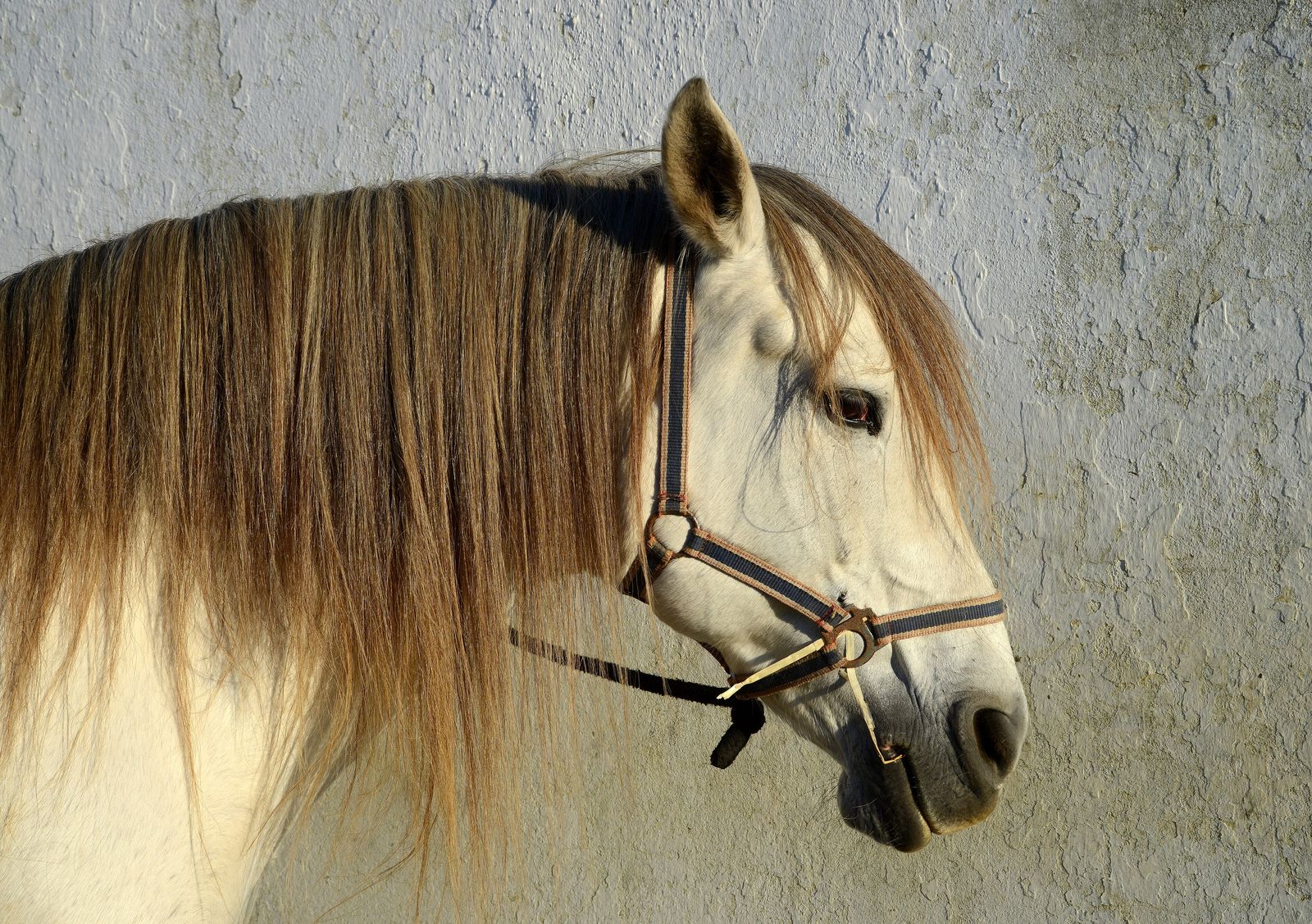 Close portrait of a horse wearing a halter