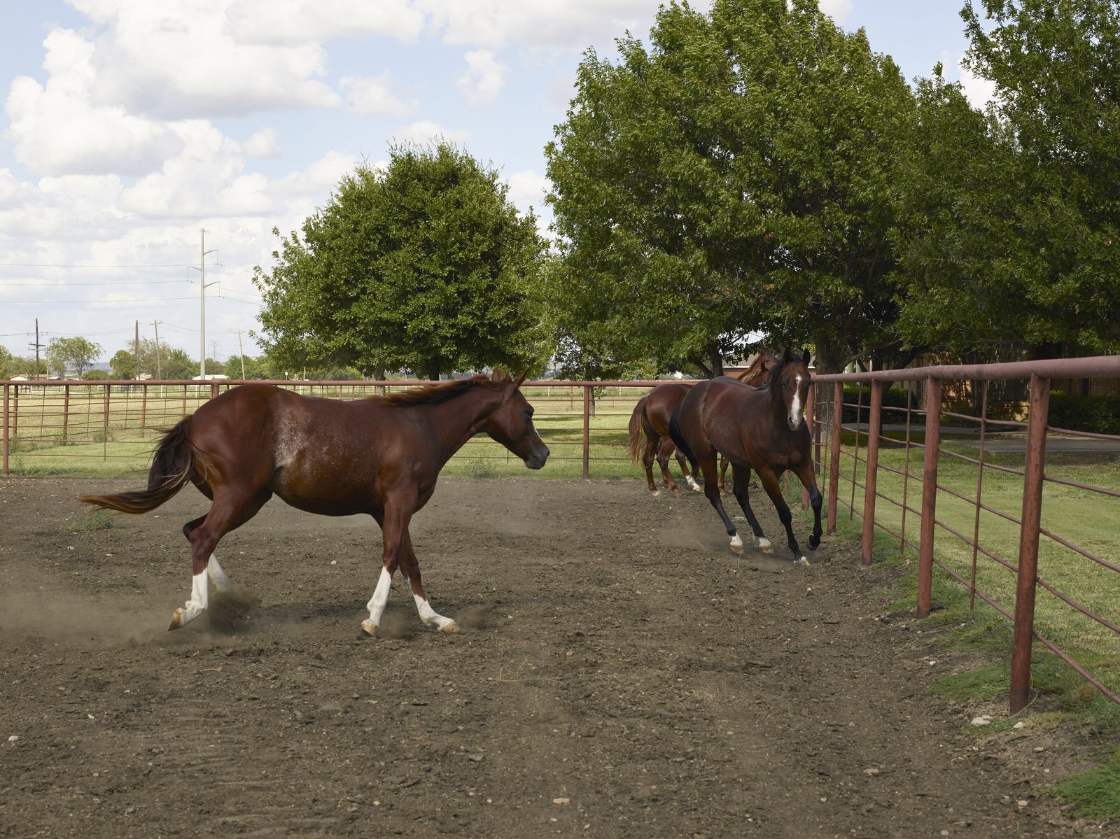 Quarter horses running across a Texas pasture